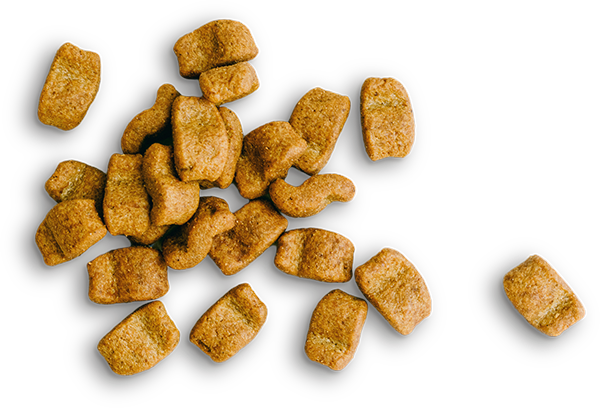 Pet-care-Food