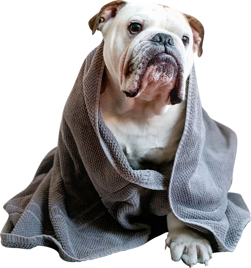 pet-care-pricing